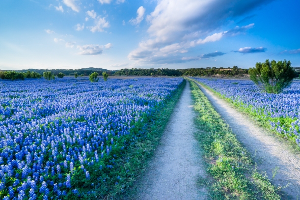 Walking In A Bluebonnet Field | Texas